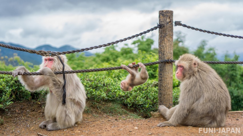 Vui chơi cùng những chú khỉ hoang dã tại công viên khỉ Arashiyama