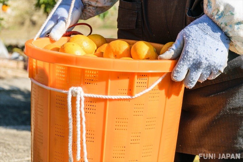 Where to Pick Mikan in Ehime