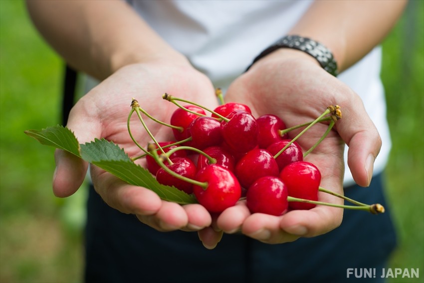 Iwate Farming: Fruit Picking Experiences to Remember