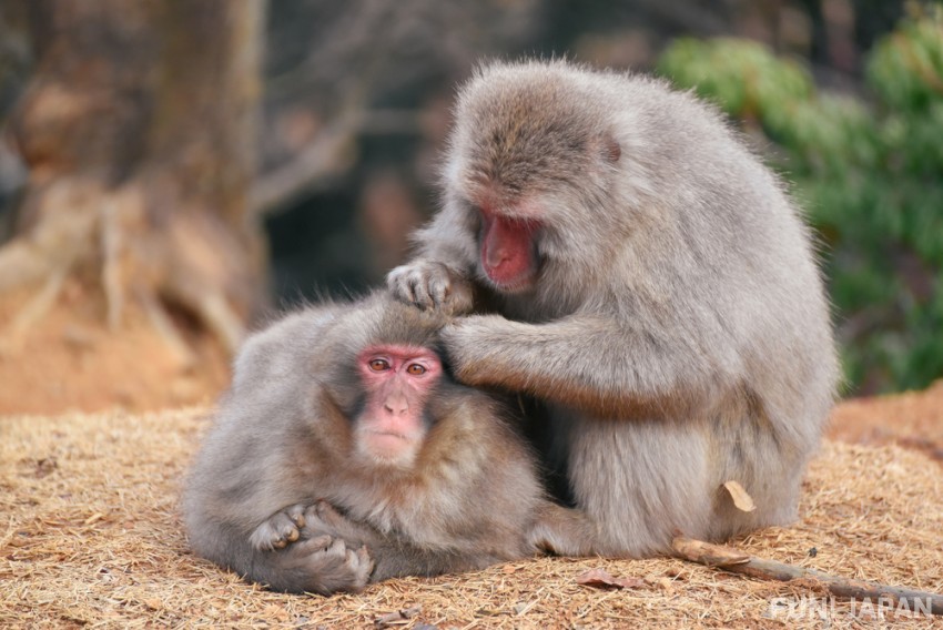 Vui chơi cùng những chú khỉ hoang dã tại công viên khỉ Arashiyama