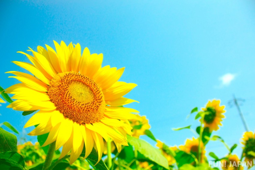 Japanese summer flowers: sunflower
