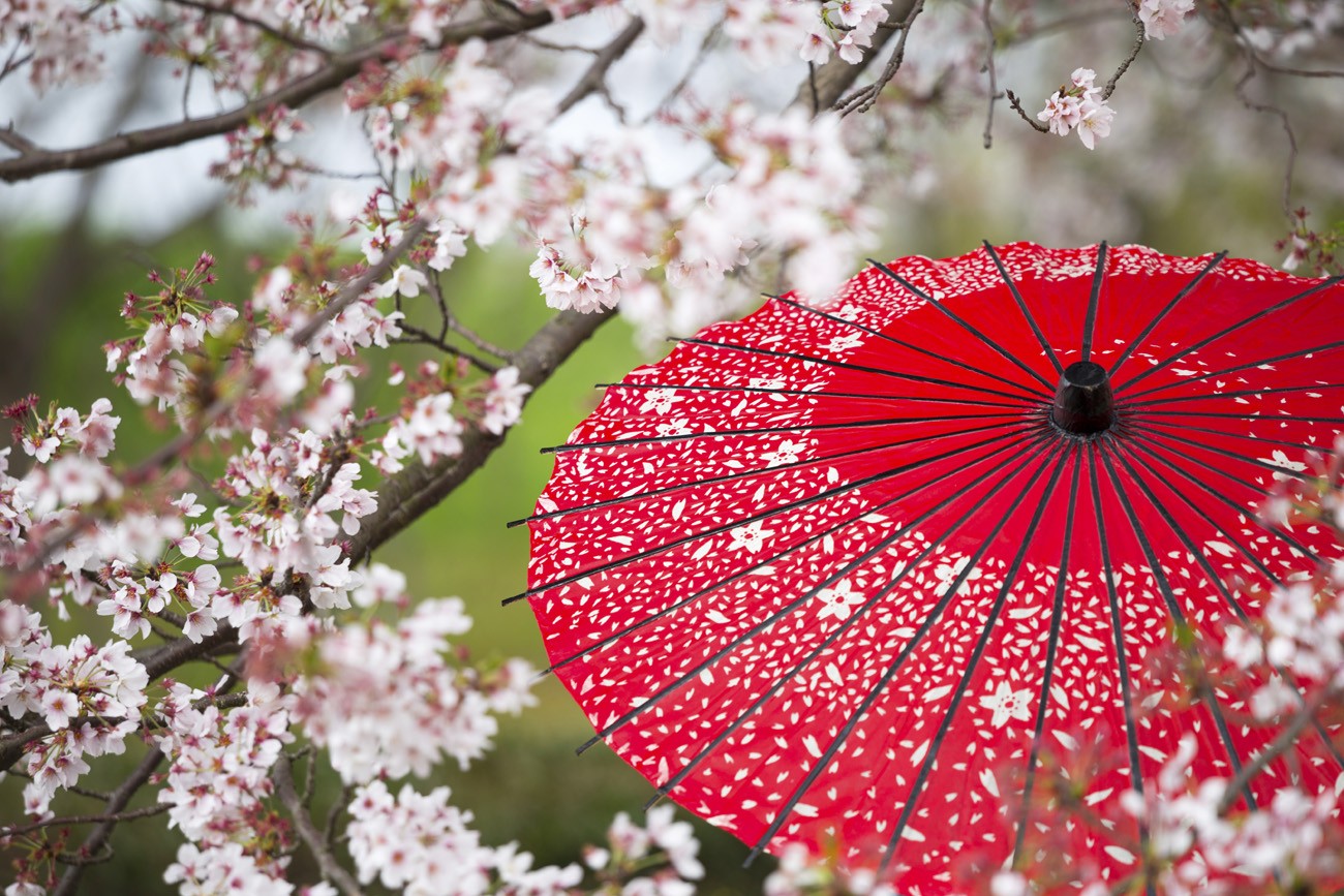 和傘 桜