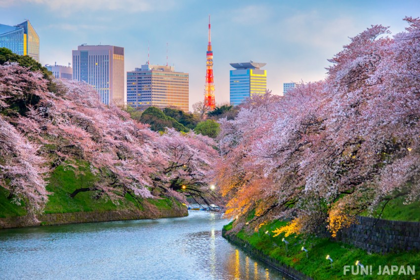 tháp Tokyo sakura