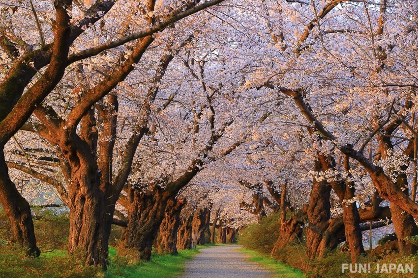 Kitakami Tenshochi Park: Tree-Lined Paths