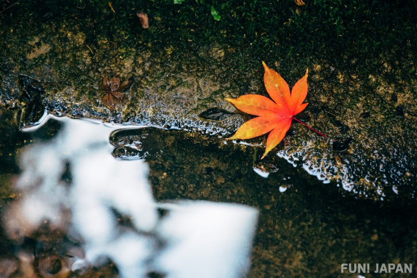 What is Special About Autumn Leaves in Japan?