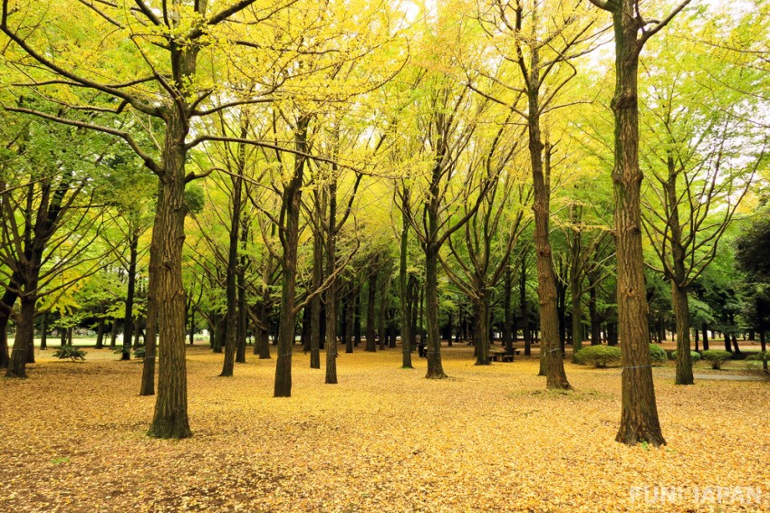 สวนสาธารณะโยโยกิ (Yoyogi Koen / 代々木公園)