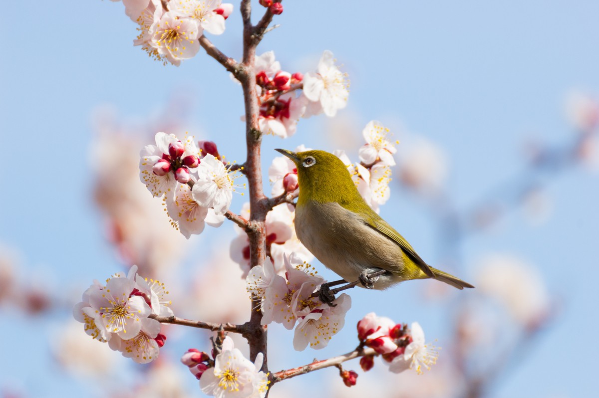 梅の花言葉は？関連することわざもご紹介