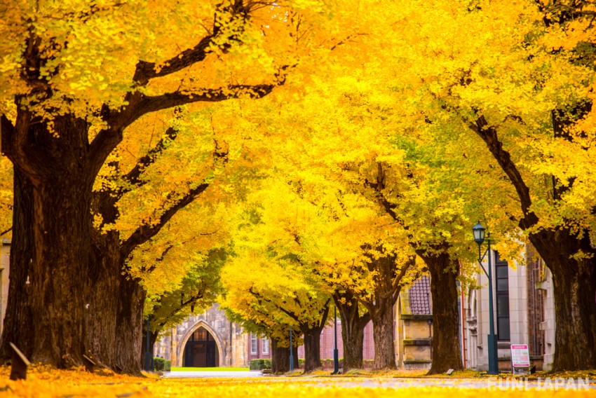 มหาวิทยาลัยโตเกียว(The University of Tokyo / 東京大学)