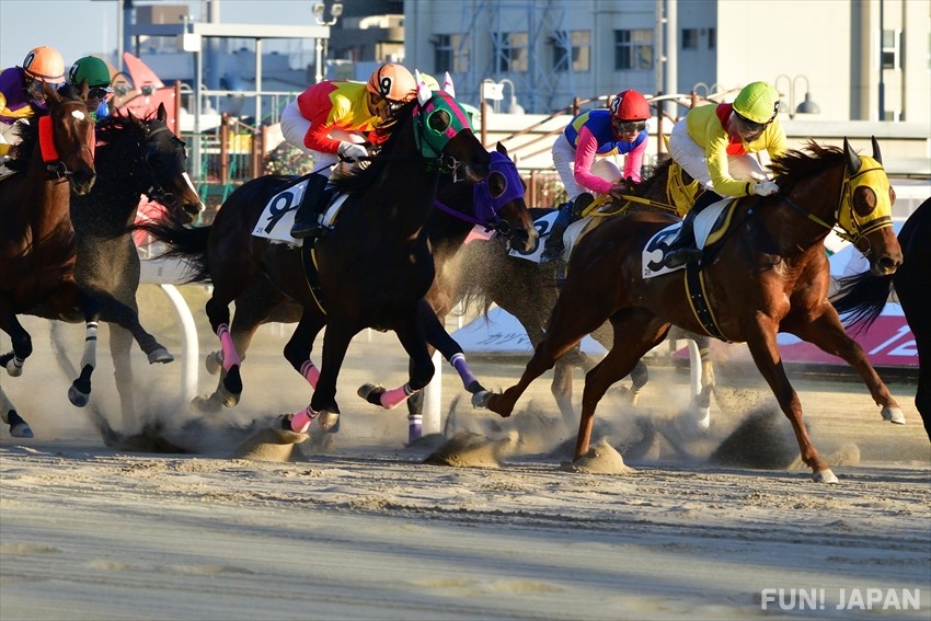 How to Enjoy Horse Racing in Japan