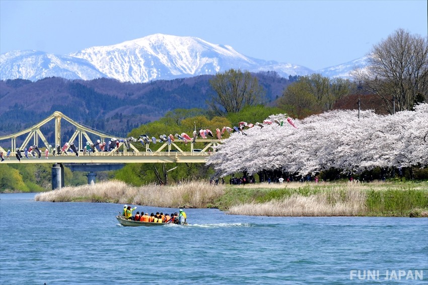 Special Sakura: The Best Cherry Blossom in Iwate