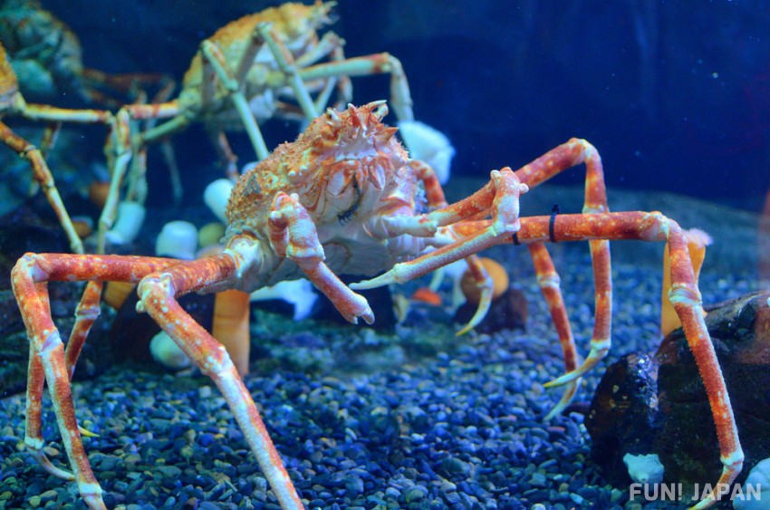 Japanese Spider Crab (高足ガニ, Taka-ashi-gani)