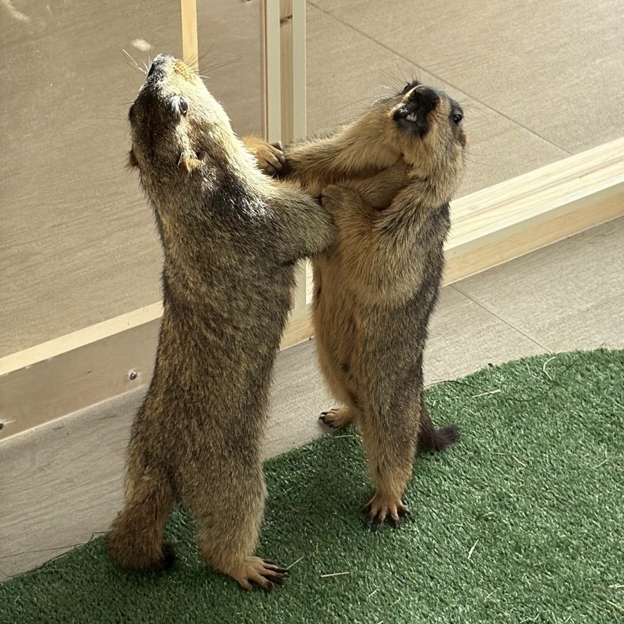 Marmot Café Marmot Village