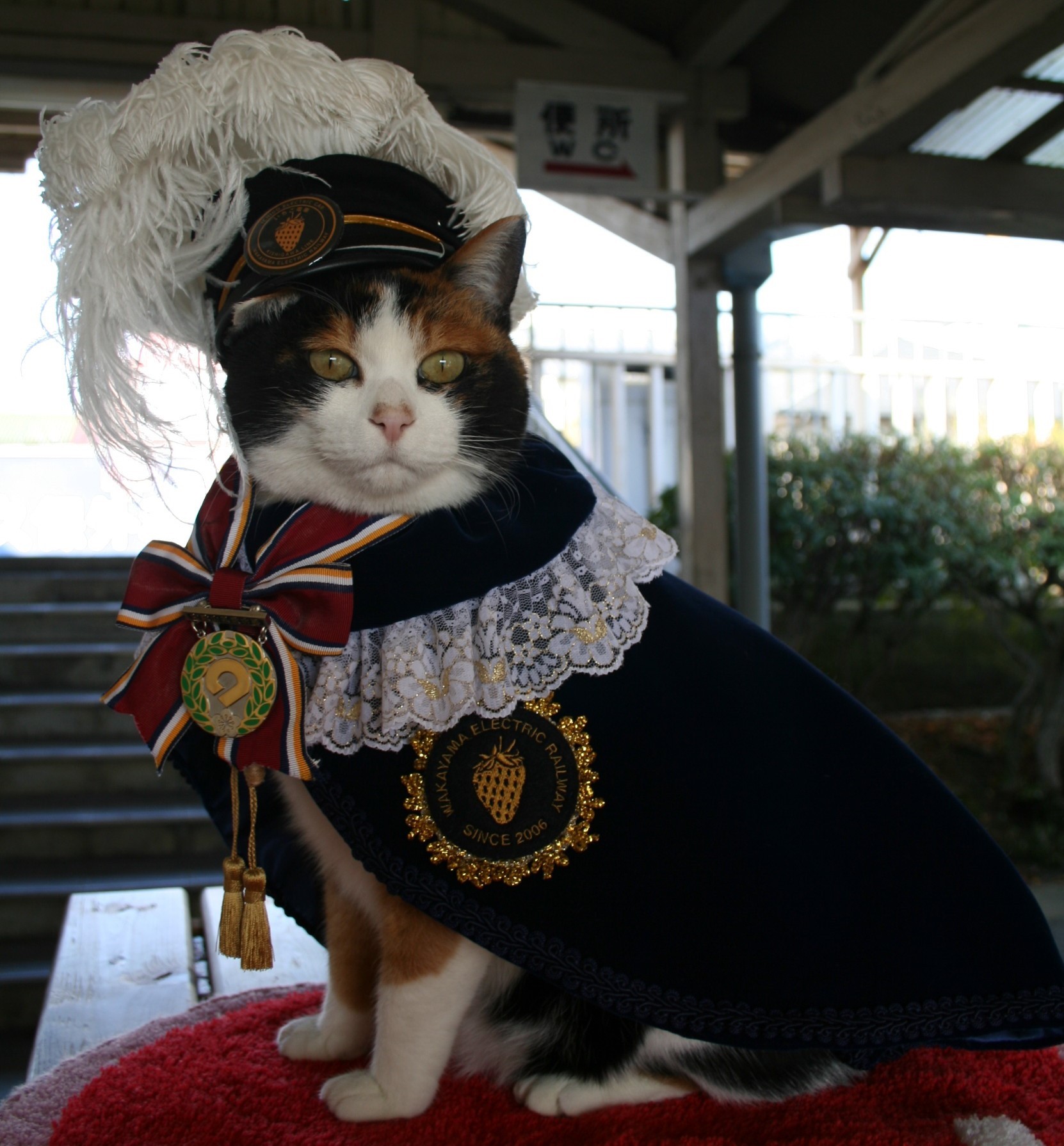 和歌山電鐵貴志川線の顔、猫の「たま駅長」とは？