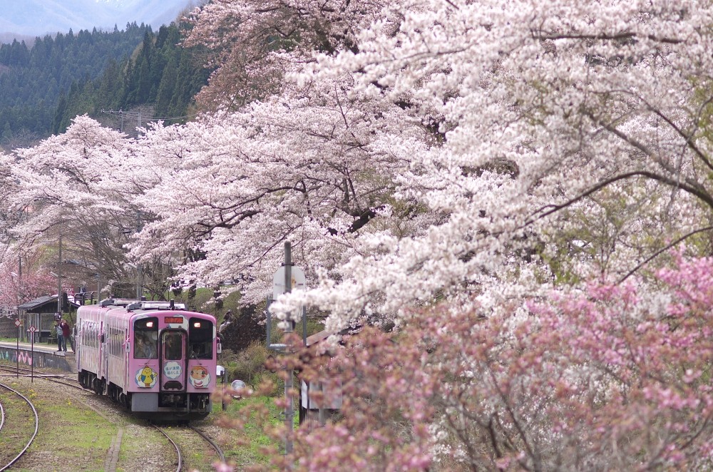 5 รถไฟท่องเที่ยวชมซากุระอันยอดเยี่ยม