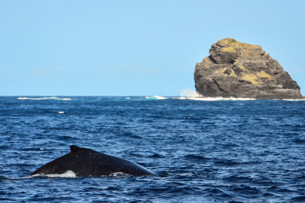 座間味島 全日本海水透明度數一數二的沖繩離島